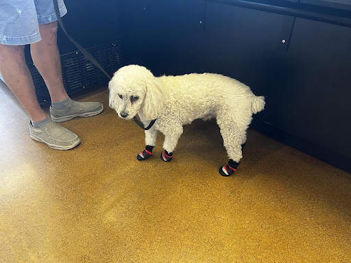 Pet Store «Choice Pet Market», reviews and photos, 15681 N Hayden Rd #114, Scottsdale, AZ 85260, USA