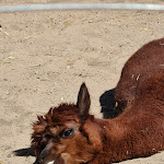 Photo n°5 de l'avis de Kate.a fait le 21/04/2022 à 13:08 sur le  Tree Inn - Das Baumhaushotel à Dörverden