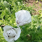 Photo n° 6 de l'avis de demare.h fait le 28/05/2023 à 16:09 pour Domaine du Grand Daubeuf à Daubeuf-Serville