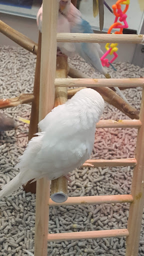 Pet Supply Store «Petco Animal Supplies», reviews and photos, 92 Cluff Crossing Rd, Salem, NH 03079, USA