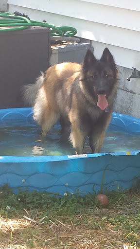 Pet Groomer «Tidy Dog Pet Supply & Salon», reviews and photos, 2612 Lebanon Pike A, Nashville, TN 37214, USA