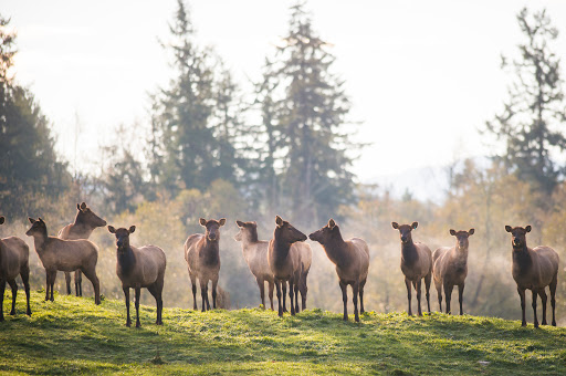 Zoo «Northwest Trek Wildlife Park», reviews and photos, 11610 Trek Dr E, Eatonville, WA 98328, USA