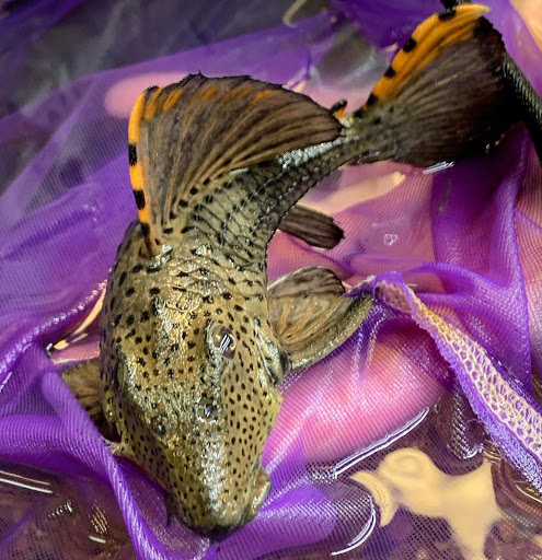 Pet Supply Store «Exotic Aquatic», reviews and photos, 275 E Oakland Park Blvd, Fort Lauderdale, FL 33334, USA