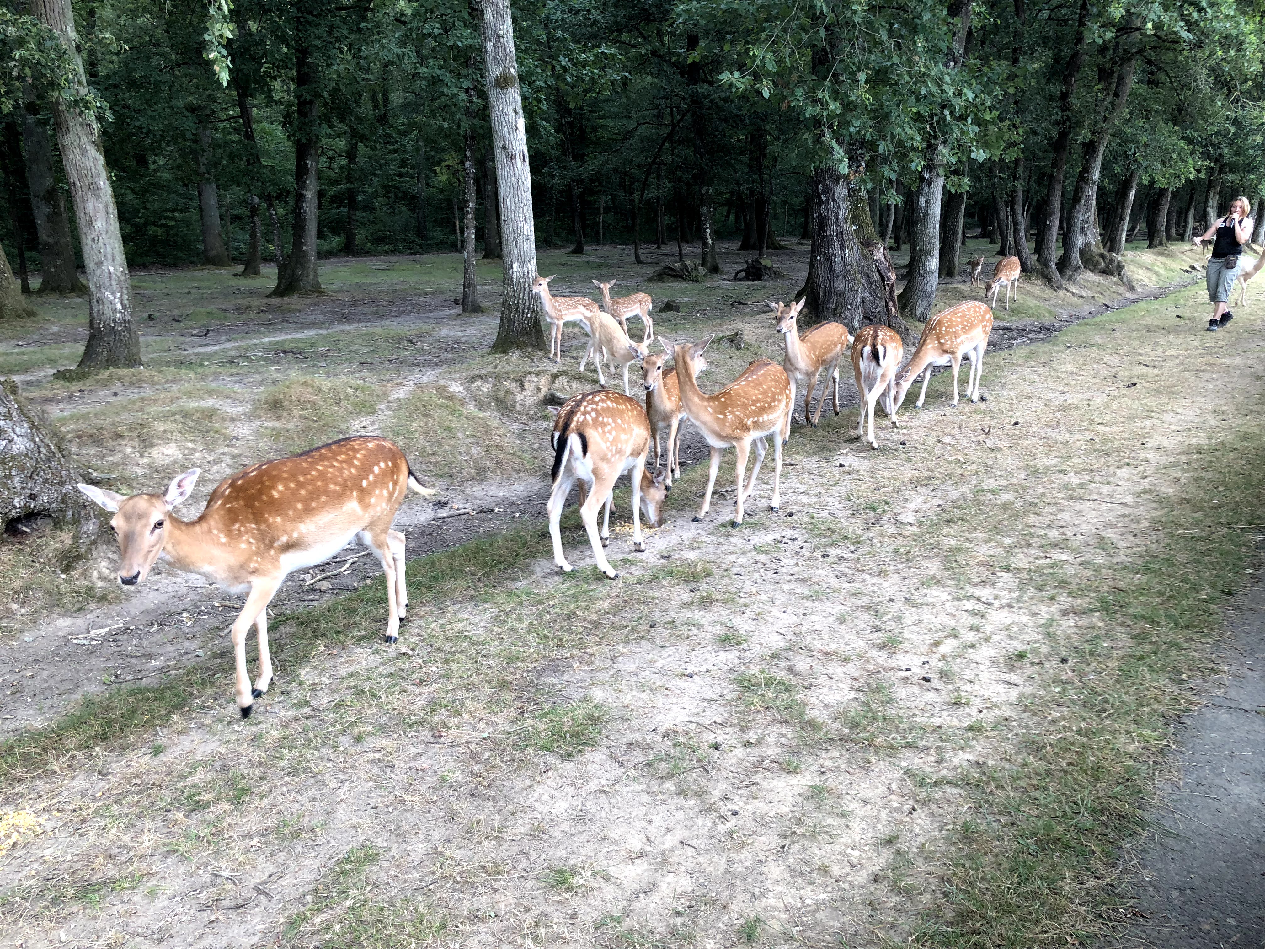 Photo n° 30 de l'avis de Julien.o fait le 27/07/2018 à 17:41