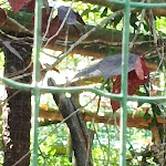 Photo n°3 de l'avis de Gloria. fait le 12/08/2021 à 14:34 sur le  Parc Gallorose à Loc. Cedrino