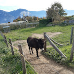 Photo n°2 de l'avis de Gabriella.o fait le 31/10/2021 à 19:57 sur le  Goldener Adler à Graun