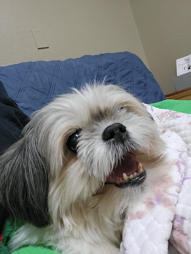 Dill Animal Hospital image