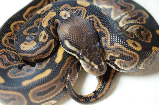 Tropical Fish Store «D-N-D Aquariums & Pet Shop», reviews and photos, 1016 S Armstrong Ave # 103, Denison, TX 75020, USA