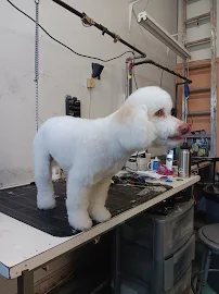 The Pet Shop - Car repair in El Paso, TX, El Paso - Rated 4.7/5