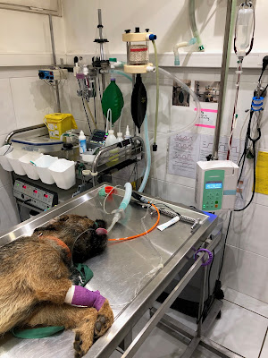 Clinique Vétérinaire VETOTIM Univet Noisy-le-Grand - Drs Timmerman, Aceituno et Sakelario à Noisy-le-Grand