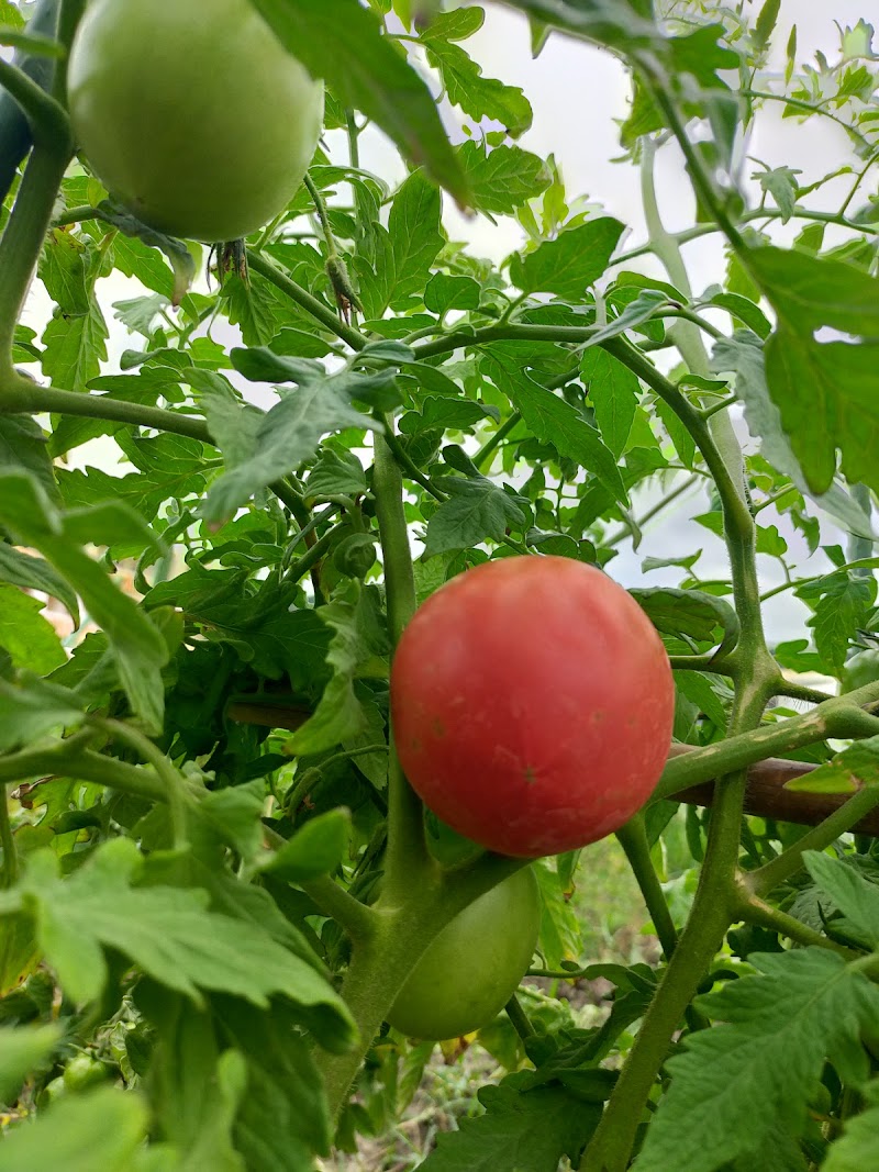 レンタル農場 新里いきいき農園