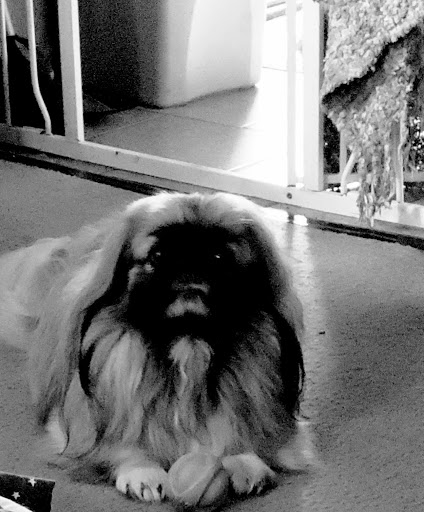 Pet Supply Store «Petco Animal Supplies», reviews and photos, 16710 Royalton Rd, Strongsville, OH 44136, USA