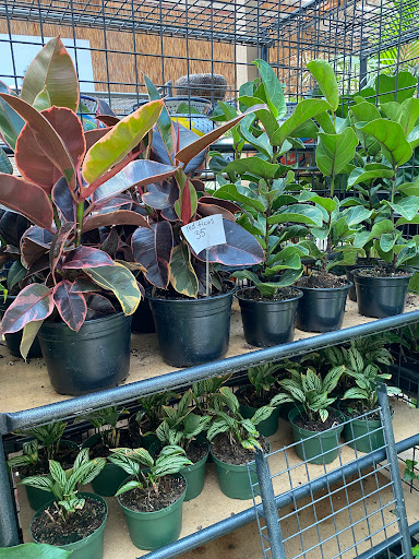 Florist «Plant Safari», reviews and photos, 653 N Central Ave, Upland, CA 91786, USA