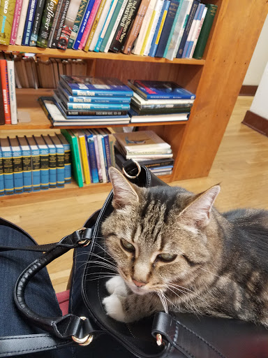 Used Book Store «Adams Avenue Bookstore», reviews and photos, 3502 Adams Ave, San Diego, CA 92116, USA