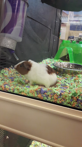 Pet Supply Store «PetSmart», reviews and photos, 2525 W Wheatland Rd, Dallas, TX 75237, USA