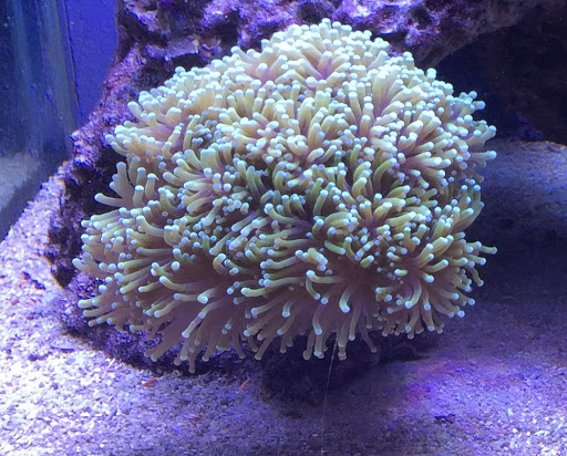 Tropical Fish Store «Advanced Marine Aquatics», reviews and photos, 1083 Willis Ave, Albertson, NY 11507, USA