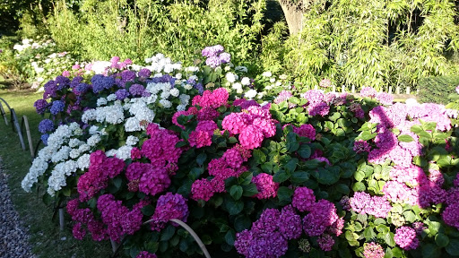 Kyoto Garden