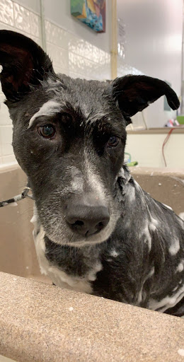 Pet Store «Wag Natural Pet Market & Grooming Tampa», reviews and photos, 304 E Davis Blvd, Tampa, FL 33606, USA