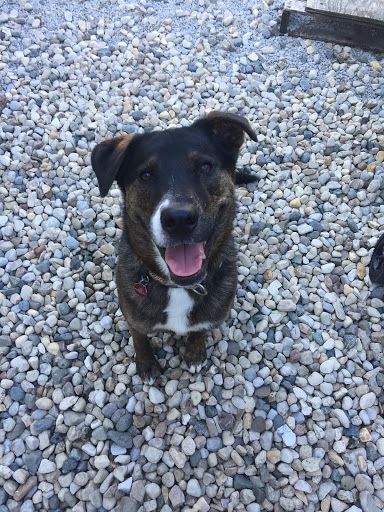 Veteran’s Best Friend Indiana, Inc.