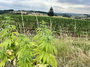 Photo n°1 de Le petit chanvre Corrèzien à Aubazine ()