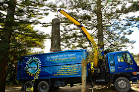 A1 Sure Services - Auckland's Leading Arborist