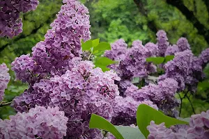 Duniway Park Lilac Garden image
