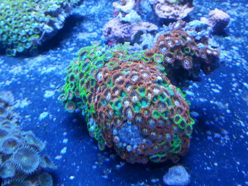 Tropical Fish Store «Reef Oasis», reviews and photos, 7669 Mentor Ave, Mentor, OH 44060, USA