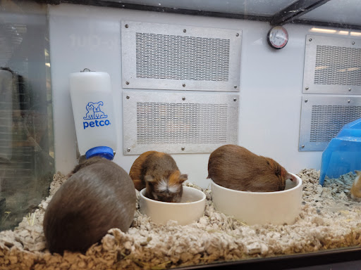 Pet Supply Store «Petco Animal Supplies», reviews and photos, 2565 NE 10th Ct, Homestead, FL 33035, USA