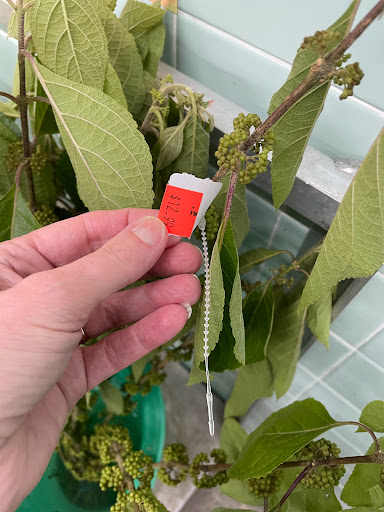 Florist «Norfolk Wholesale Floral», reviews and photos, 601 E Brambleton Ave, Norfolk, VA 23510, USA