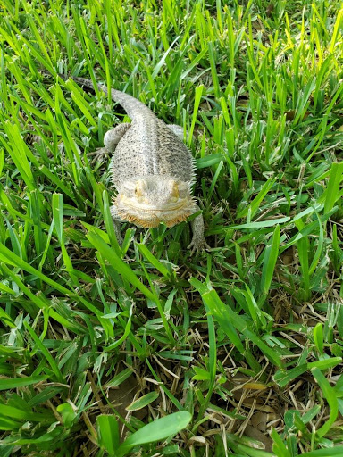 Pet Supply Store «Pet Supermarket, Inc.», reviews and photos, 18445 US-41, Lutz, FL 33549, USA