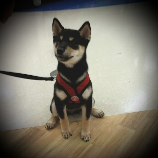 Pet Supply Store «Petco Animal Supplies», reviews and photos, 5631 Grove Blvd, Hoover, AL 35226, USA