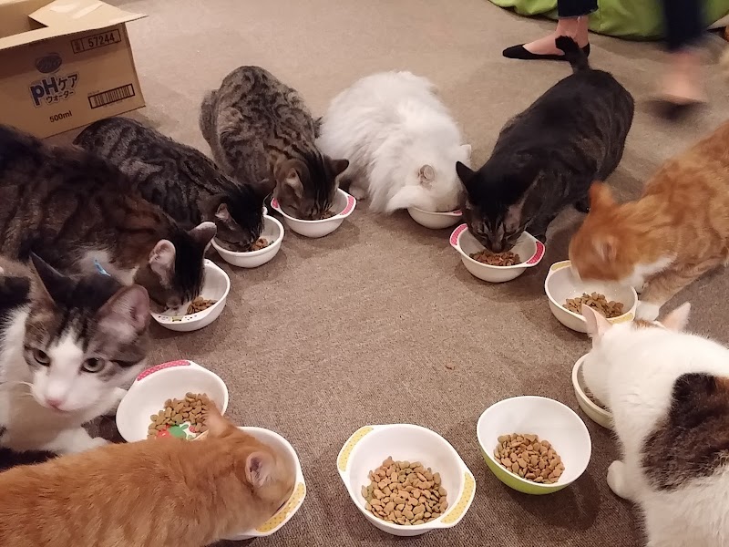 猫カフェtango 京都 カフェ 喫茶 カフェ グルコミ