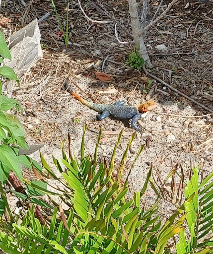 Supermarket «ALDI», reviews and photos, 220 N Congress Ave, Lake Park, FL 33403, USA