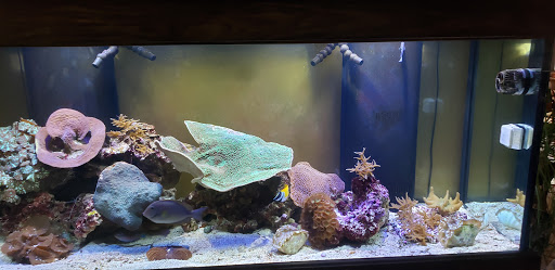 Pet Store «Aqua Pros», reviews and photos, 500 & 510 Pennsylvania Ave, Glen Ellyn, IL 60137, USA