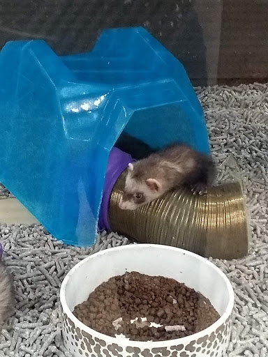 Hamster adoption Guadalajara
