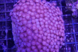 CapitalCorals Research & Restoration image