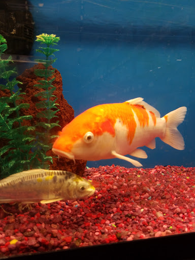 Pet Supply Store «Petco Animal Supplies», reviews and photos, 92 Cluff Crossing Rd, Salem, NH 03079, USA