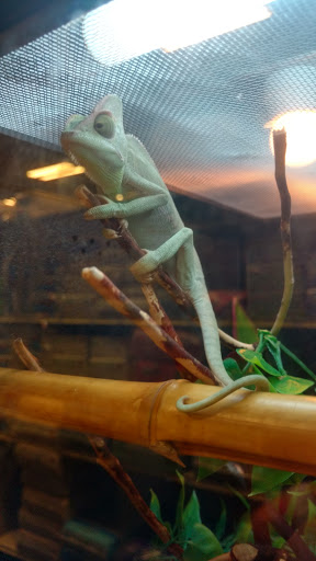 Pet Supply Store «PetSmart», reviews and photos, 139 Rolling Hills Cir, Easley, SC 29640, USA