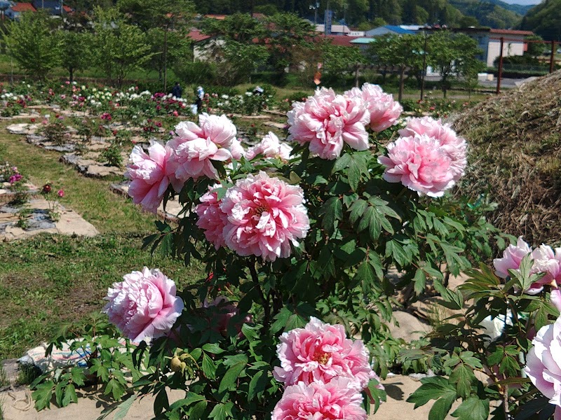 赤名観光ぼたん園