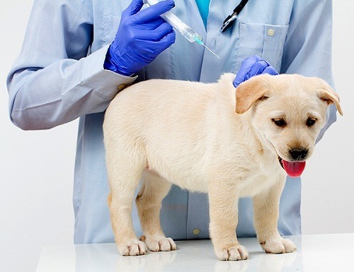 Maven Veterinary Consult And Pet Shop, Isieke, Asaba, Nigeria, Medical Clinic, state Anambra
