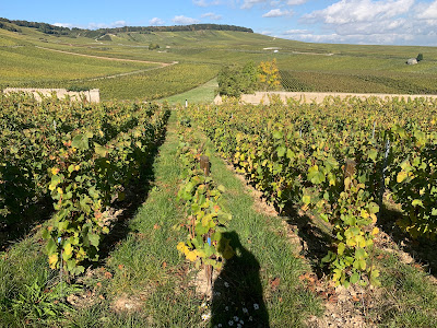 Champagne Saint Sauveur à Blancs-Coteaux