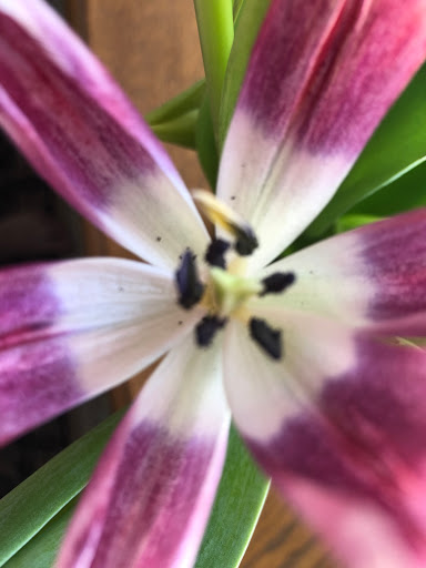 Florist «Petals & Stems Florist», reviews and photos, 13319 Montfort Dr, Dallas, TX 75240, USA