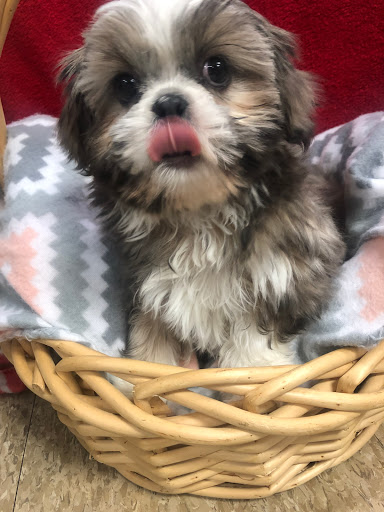 Pet Supply Store «Westland Dog Food Co Inc», reviews and photos, 37687 Ford Rd, Westland, MI 48185, USA