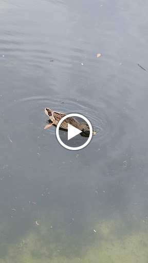 Park «Wall Springs Park», reviews and photos, 3725 Desoto Blvd, Palm Harbor, FL 34683, USA