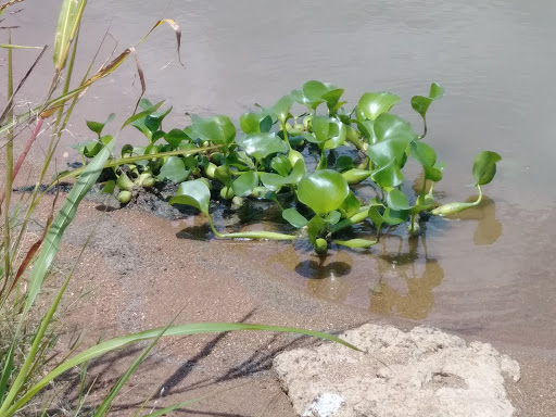 Park «Mountain Creek Lake Park Pavilion», reviews and photos, 2402 Cardiff St, Grand Prairie, TX 75051, USA