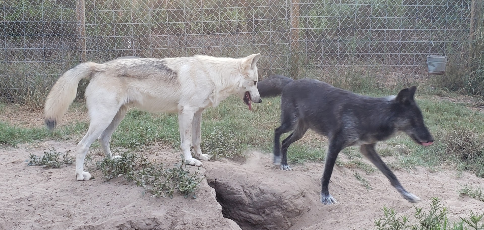 Twin Rivers Wolf And Wolfdog Sanctuary