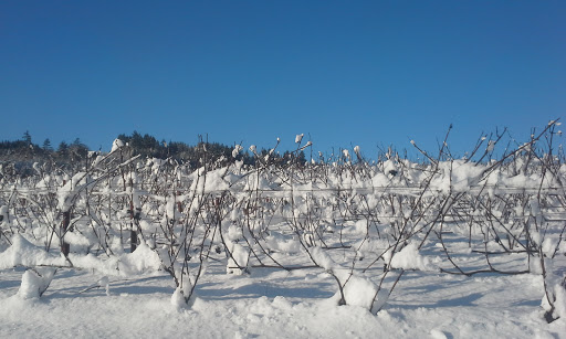 Winery «Ardiri Winery & Vineyards», reviews and photos, 35040 Southwest Unger Road, Cornelius, OR 97113, USA