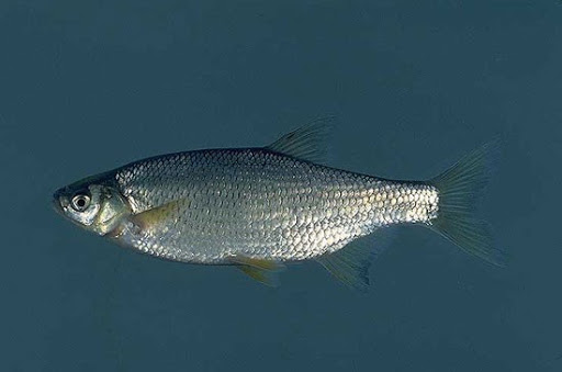 Fishing Store «44 Tackle Co.», reviews and photos, 2421 Hwy 44 W, Inverness, FL 34453, USA