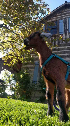 Tourist Attraction «The Farm at Gardner Village», reviews and photos, 1100 7800 S, West Jordan, UT 84088, USA