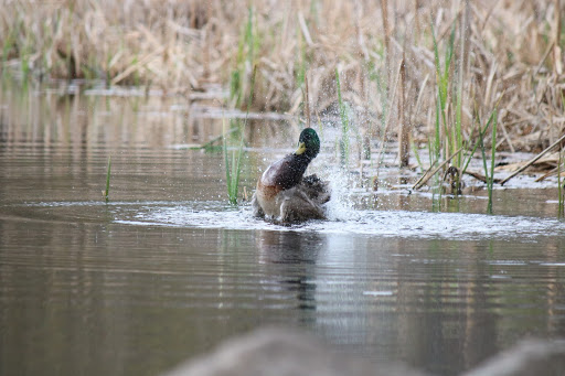Park «Depot Park», reviews and photos, 120 South Rd, Bedford, MA 01730, USA